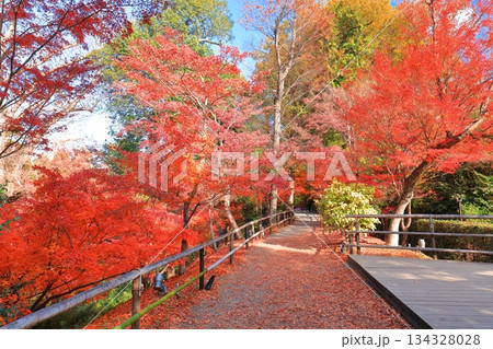 【京都府】北野天満宮の紅葉（もみじ苑） 134328028
