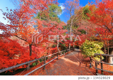【京都府】北野天満宮の紅葉(もみじ苑) 【京都府】北野天満宮の紅葉(もみじ苑) 134328029