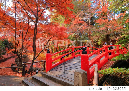【京都府】北野天満宮の鶯橋の紅葉(もみじ苑) 【京都府】北野天満宮の鶯橋の紅葉(もみじ苑) 134328035