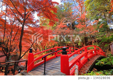 【京都府】北野天満宮の鶯橋の紅葉（もみじ苑） 134328036