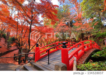 【京都府】北野天満宮の鶯橋の紅葉(もみじ苑) 【京都府】北野天満宮の鶯橋の紅葉(もみじ苑) 134328037
