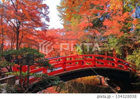 【京都府】北野天満宮の鶯橋の紅葉(もみじ苑) 【京都府】北野天満宮の鶯橋の紅葉(もみじ苑) 134328038