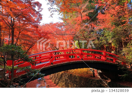 【京都府】北野天満宮の鶯橋の紅葉(もみじ苑) 【京都府】北野天満宮の鶯橋の紅葉(もみじ苑) 134328039