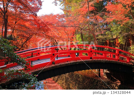 【京都府】北野天満宮の鶯橋の紅葉(もみじ苑) 【京都府】北野天満宮の鶯橋の紅葉(もみじ苑) 134328044