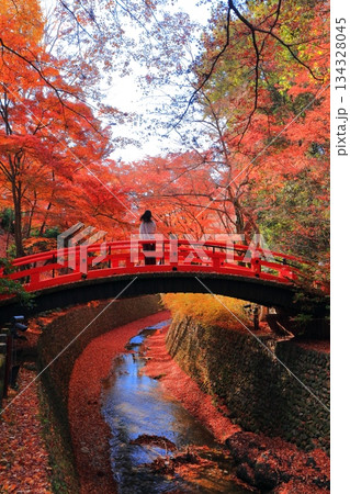 【京都府】北野天満宮の鶯橋の紅葉(もみじ苑) 【京都府】北野天満宮の鶯橋の紅葉(もみじ苑) 134328045