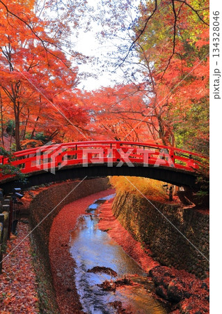 【京都府】北野天満宮の鶯橋の紅葉（もみじ苑） 134328046