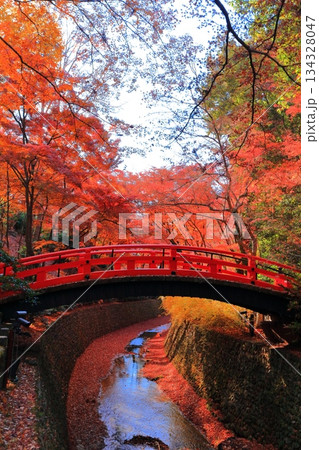 【京都府】北野天満宮の鶯橋の紅葉（もみじ苑） 134328047