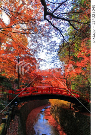 【京都府】北野天満宮の鶯橋の紅葉（もみじ苑） 134328049