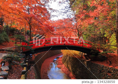 【京都府】北野天満宮の鶯橋の紅葉（もみじ苑） 134328050