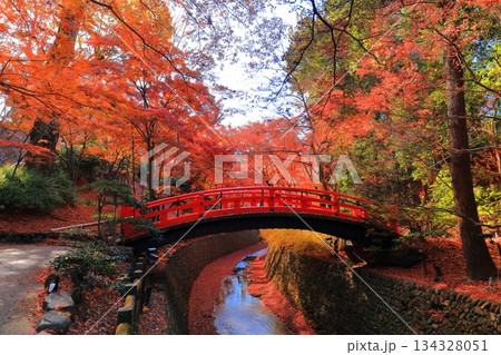【京都府】北野天満宮の鶯橋の紅葉（もみじ苑） 134328051