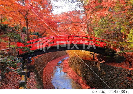 【京都府】北野天満宮の鶯橋の紅葉(もみじ苑) 【京都府】北野天満宮の鶯橋の紅葉(もみじ苑) 134328052