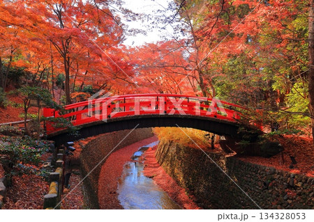 【京都府】北野天満宮の鶯橋の紅葉（もみじ苑） 134328053