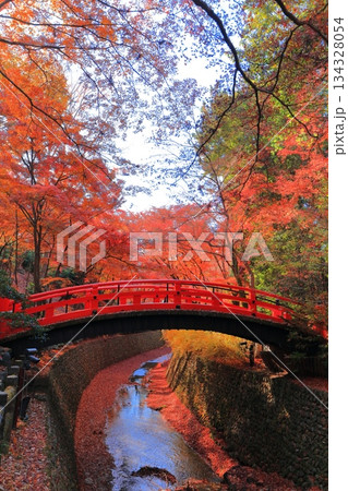 【京都府】北野天満宮の鶯橋の紅葉（もみじ苑） 134328054
