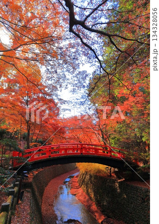 【京都府】北野天満宮の鶯橋の紅葉(もみじ苑) 【京都府】北野天満宮の鶯橋の紅葉(もみじ苑) 134328056