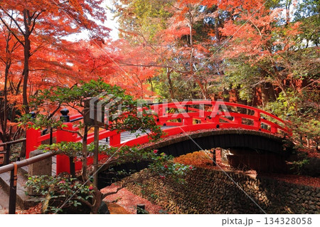 【京都府】北野天満宮の鶯橋の紅葉(もみじ苑) 【京都府】北野天満宮の鶯橋の紅葉(もみじ苑) 134328058