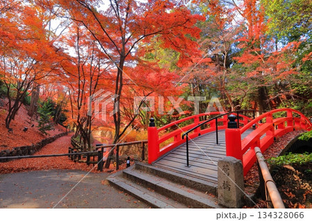 【京都府】北野天満宮の鶯橋の紅葉（もみじ苑） 134328066