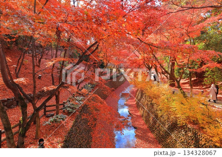 【京都府】北野天満宮の紅葉（もみじ苑） 134328067