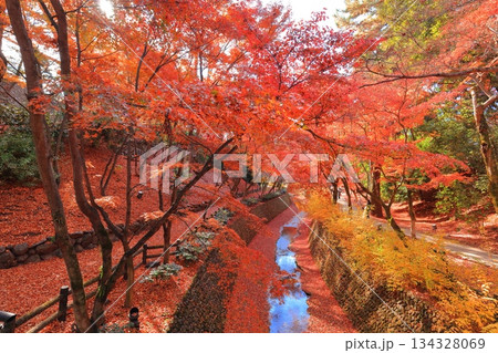 【京都府】北野天満宮の紅葉（もみじ苑） 134328069