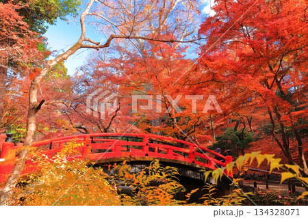【京都府】北野天満宮の鶯橋の紅葉(もみじ苑) 【京都府】北野天満宮の鶯橋の紅葉(もみじ苑) 134328071