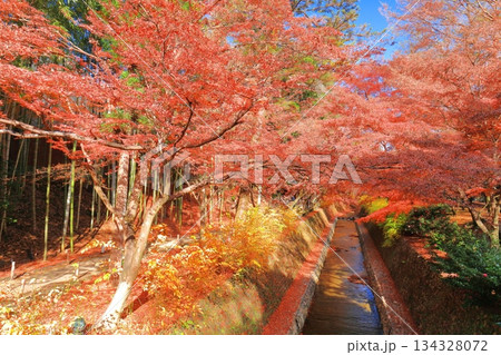 【京都府】北野天満宮の紅葉(もみじ苑) 【京都府】北野天満宮の紅葉(もみじ苑) 134328072