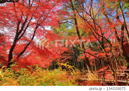 【京都府】北野天満宮の紅葉（もみじ苑） 134328075