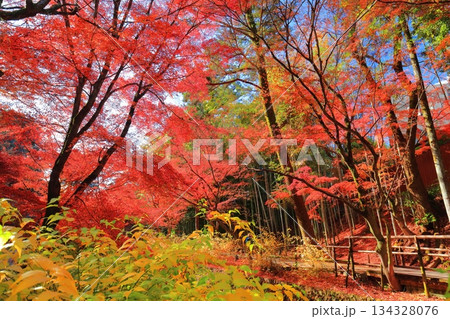 【京都府】北野天満宮の紅葉（もみじ苑） 134328076