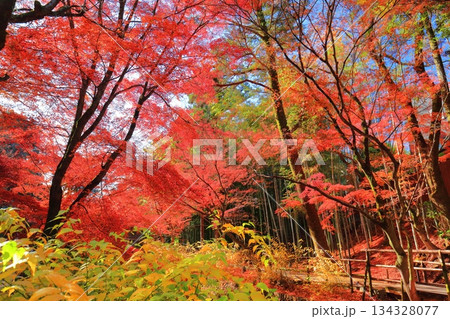【京都府】北野天満宮の紅葉（もみじ苑） 134328077