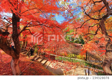 【京都府】北野天満宮の紅葉(もみじ苑) 【京都府】北野天満宮の紅葉(もみじ苑) 134328078