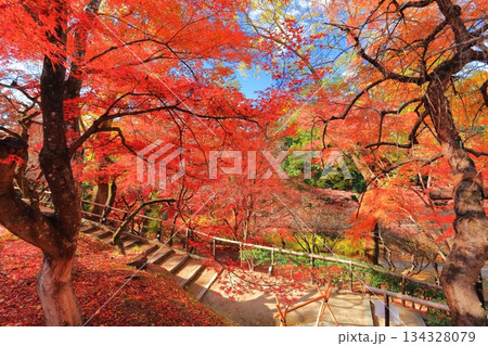 【京都府】北野天満宮の紅葉（もみじ苑） 134328079