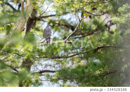 木の枝にとまってあたりの様子を伺っているハイタカ 木の枝にとまってあたりの様子を伺っているハイタカ 134328188