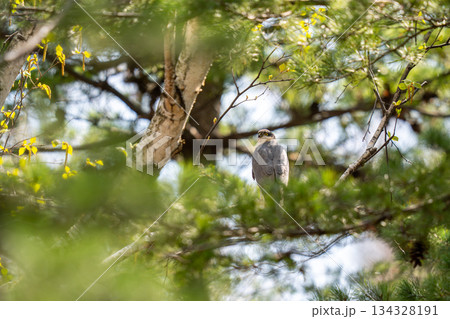 木の枝にとまってあたりの様子を伺っているハイタカ 134328191