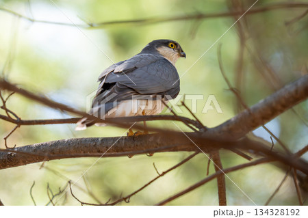木の枝にとまってあたりの様子を伺っているハイタカ 134328192