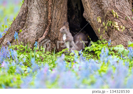 地面に立ち止まってあたりの様子を伺っているエゾリス 地面に立ち止まってあたりの様子を伺っているエゾリス 134328530