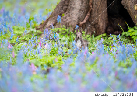 地面に立ち止まってあたりの様子を伺っているエゾリス 134328531