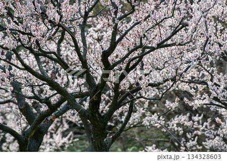 白梅の花 白梅の花 134328603