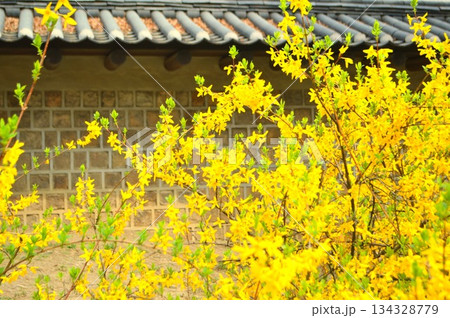 韓国ソウル　徳寿宮横トルダムキル（石垣道）に咲くケナリ（レンギョウ） 134328779