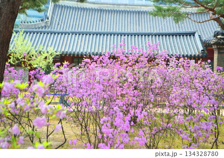 韓国ソウル　徳寿宮の春 134328780