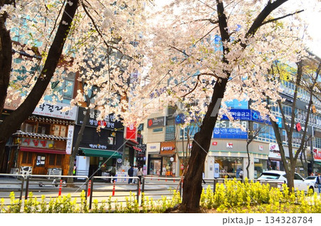 韓国 城南市街中に咲く満開の桜 韓国 城南市街中に咲く満開の桜 134328784