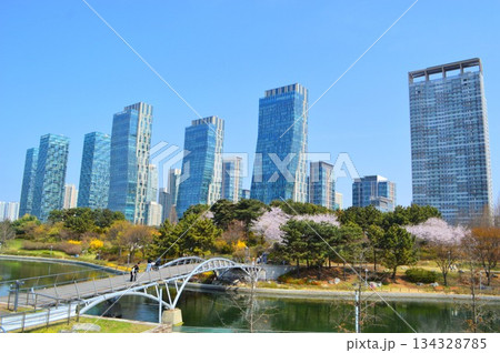 韓国仁川 松島セントラルパーク公園での眺め　青空の下高層ビルと桜の咲く風景 134328785