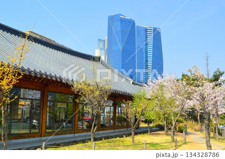 韓国仁川　松島の公セントラルパーク園での眺め　青空の下高層ビルと韓屋の前で桜の咲く風景 134328786