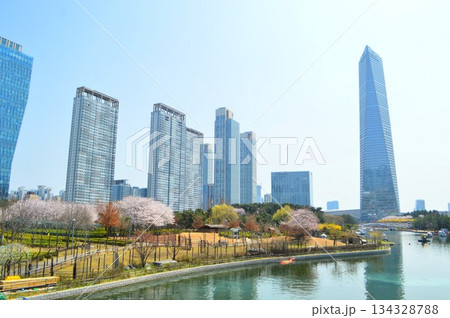 韓国仁川　松島セントラルパーク公園での眺め　青空の下高層ビルと桜の咲く風景 134328788