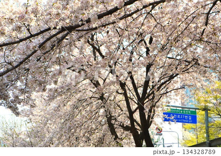 韓国　龍仁市に咲く桜と道路標識 134328789