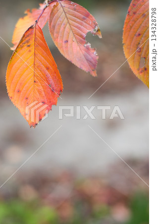 紅葉した桜の葉 134328798