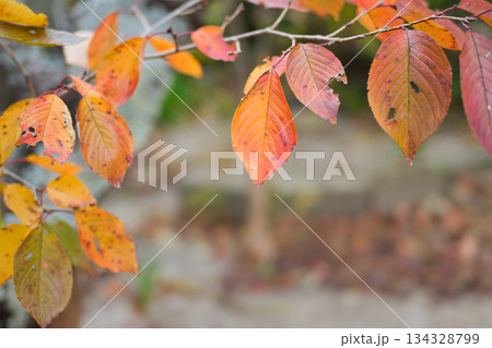 紅葉した桜の葉 134328799