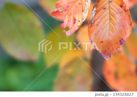 紅葉した桜の葉 134328827