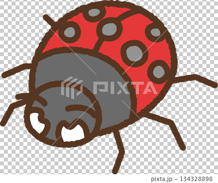 手繪生物圖示插圖：瓢蟲 134328898