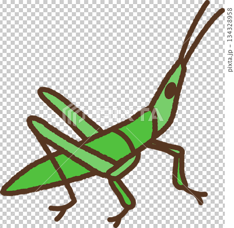手繪生物圖示插圖：短蚱蜢 134328958
