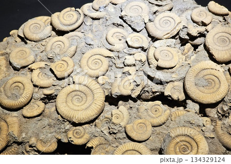 Fossil Ammonites or Dactylioceras Embedded in Rock Matrix. 134329124