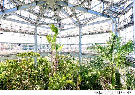 茨城県植物園 熱帯植物館 茨城県植物園 熱帯植物館 134329142