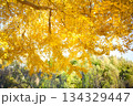 銀杏の黄色に染まった秋の公園 134329447